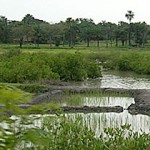 mangroveriziere
